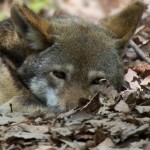 red wolf