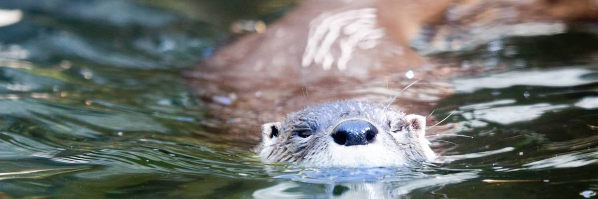 North American river otter (Lontra candensis)